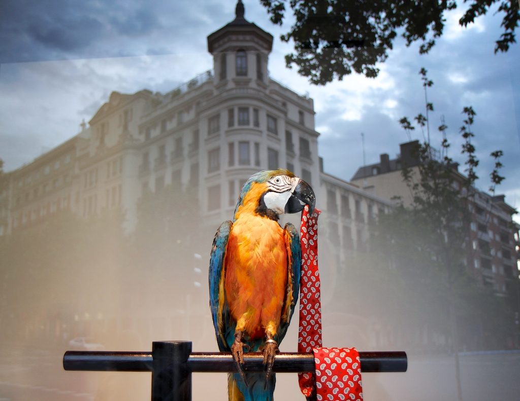A colorful macaw perched on a black rod holding a red patterned fabric, set against a blurred cityscape with classical buildings.